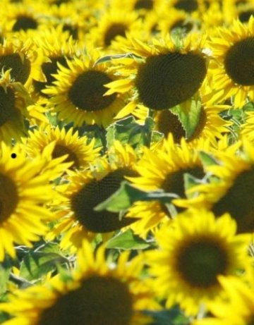 Слънчогледът помага срещу високо кръвно налягане