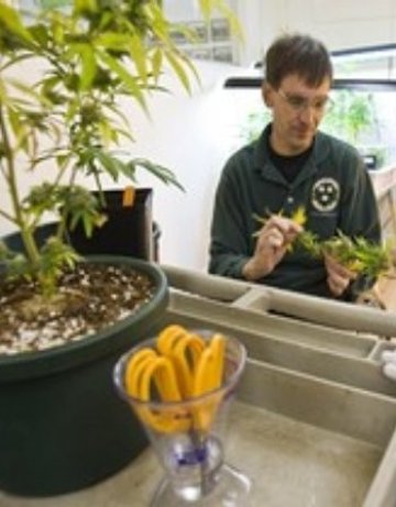 Аржентина легализира марихуаната