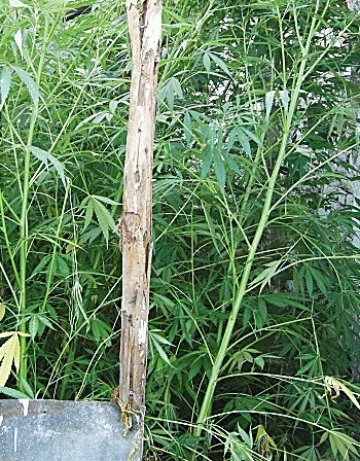 Още канабис намериха в Петричко