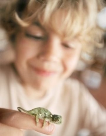 Изплюй хамелеона, за да пълзиш по-бързо