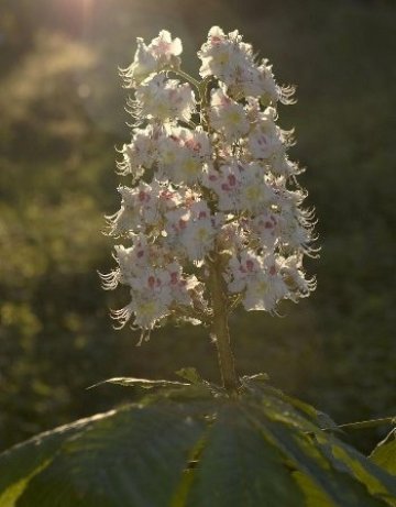 Нови кестени, брези, чинари и липи садят по софийски булеварди