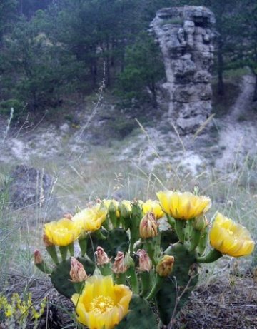 Отварят реликвар с мощи на предтеча в Созопол