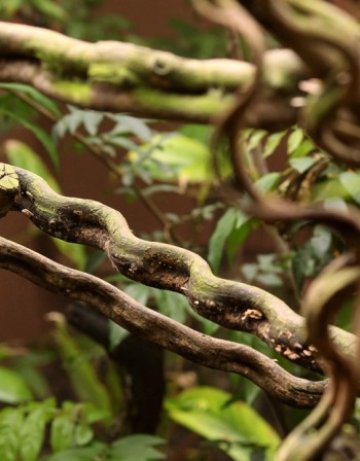 Глобалното затопляне ускорява метаболизма при някои животни