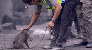 Мерапи изригна отново. Взе 49 жертви