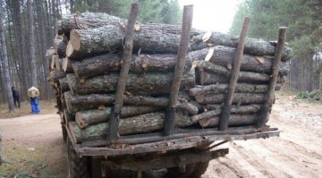 Спипаха петима, извършвали незаконна сеч