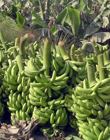 И африканците не ядат достатъчно плодове и зеленчуци