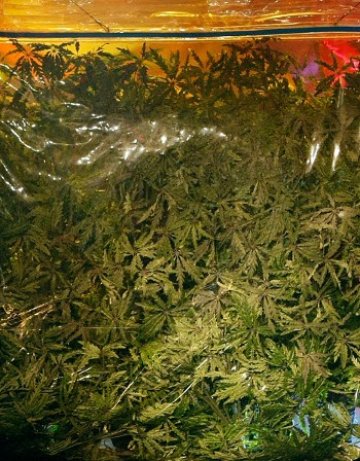 Закопчаха доставчик на марихуана на едро в София