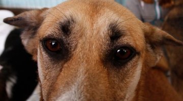 И най-глупавото животно е... куче, изяло 100 камъка