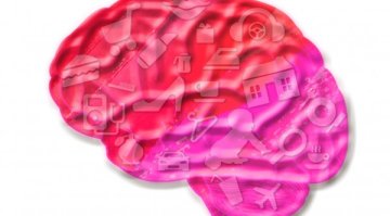 Каква е разликата между женския и мъжкия мозък?