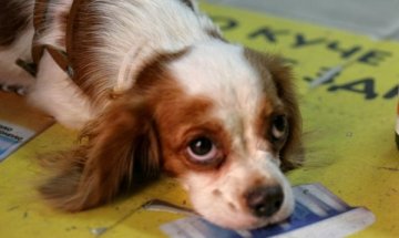 2/3 от домашните кучета в Перник &ndash; нерегистрирани 