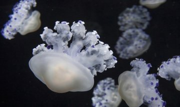 Какво помага при ужилване от медуза?