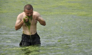 Водораслите - храната и горивото на бъдещето!