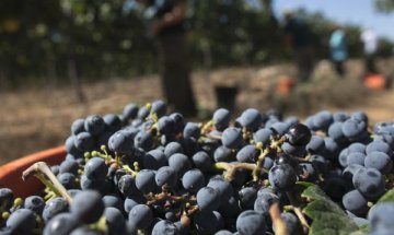 Гроздето подобрява паметта