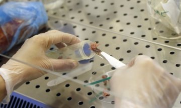 Три холандски компании са разследвани за конското месо
