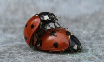 Как да поддържате сексуалната страст в дългосрочна връзка