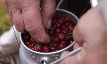 Червените боровинки пазят пикочните пътища 