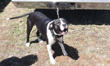 Взимат ти кучето и след три дни ти го връщат кастрирано