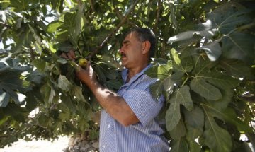 Смокинята - суперплод за здраве