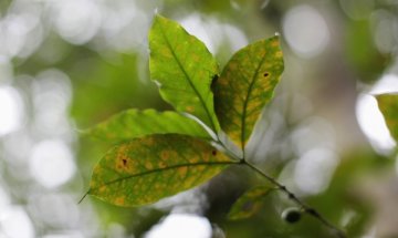 7-годишно момче изкорени 200 дръвчета