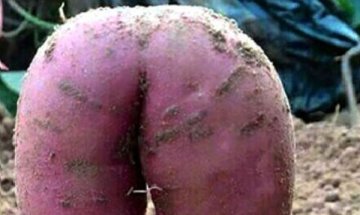 "Похотлив" картоф &ndash; на яхния или...?