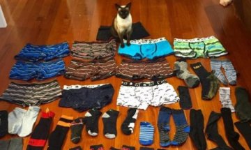 Котка с фетиш: Бригит, която отмъква мъжко бельо