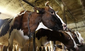 Млечният ни сектор ще получи още ?6 млн. евросубсидия