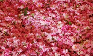 Фалшифицират българското розово масло