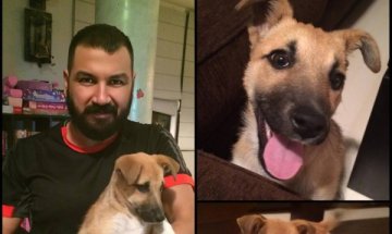 Азис осинови бездомно куче, четвърто му е