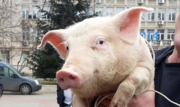 Гъци-гъци! 13-годишен отмъкна на гръб прасе