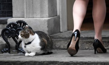 Заболяване може да причинява привързаност към котки