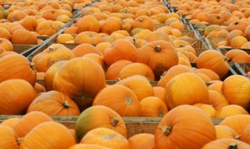 Тиква - вкусна и богата на полезни вещества 