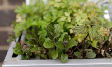 3 билки морят пролетната умора