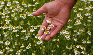 Билколечение &ndash; роля за щитовидната жлеза