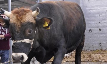 Откриха вирусни инфекции в животновъдни обекти в Ямболско