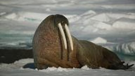 Ентусиаст се къпе в морето на Бургас при 4° температура на водата