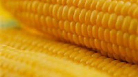 Когато царевицата вика за помощ