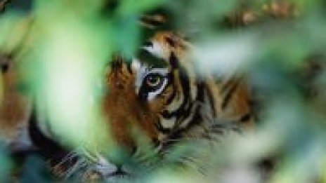 Индиец завеща тялото си на животните