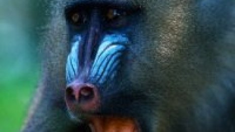 Пияни и дрогирани маймуни потрошиха село