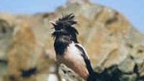 Ято розови скорци на гости в "Сребърна"