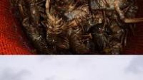 Раци превзеха Дружба 1