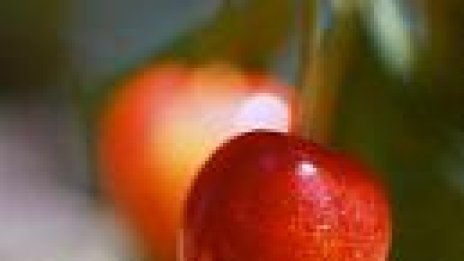 Днес е Черешова задушница