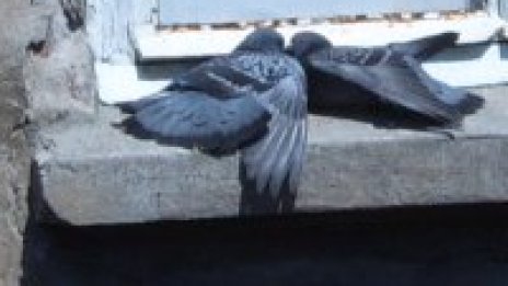 Астрономическото лято накара любовта да разпери криле