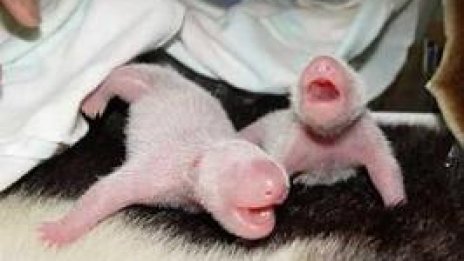 В зоологическата градина във Вашингтон се роди панда