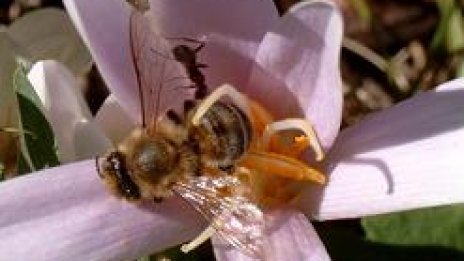 Фестивал на меда ще популяризира консумацията на мед