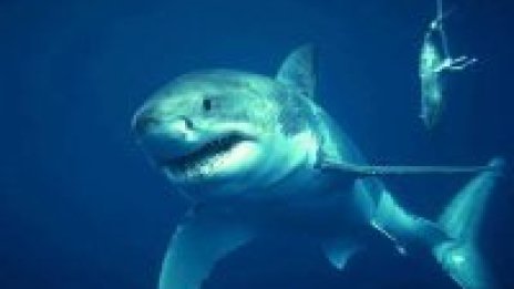 Австралиец отблъсна петметрова акула с голи ръце