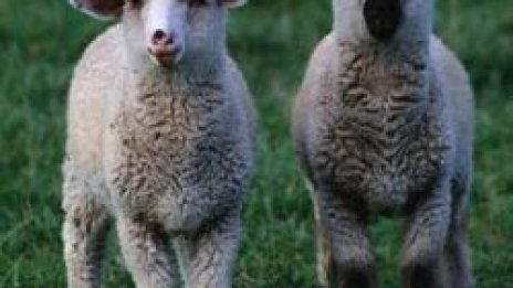 Овчици и кокошки се пръснаха в бяг, Елена гали Мариян през нощта