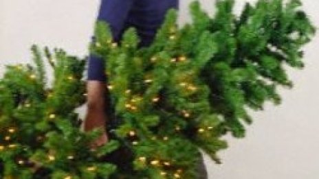 Ще си избираме измежду 300 000 дръвчета за Коледа