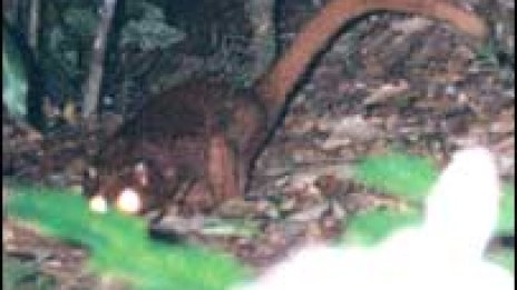 Откриха нов вид бозайник на Борнео