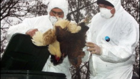 Две нови огнища на птичи грип в Румъния