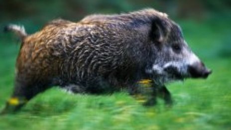 Радост по празниците &ndash; удължиха срока за групов лов на дивя свиня